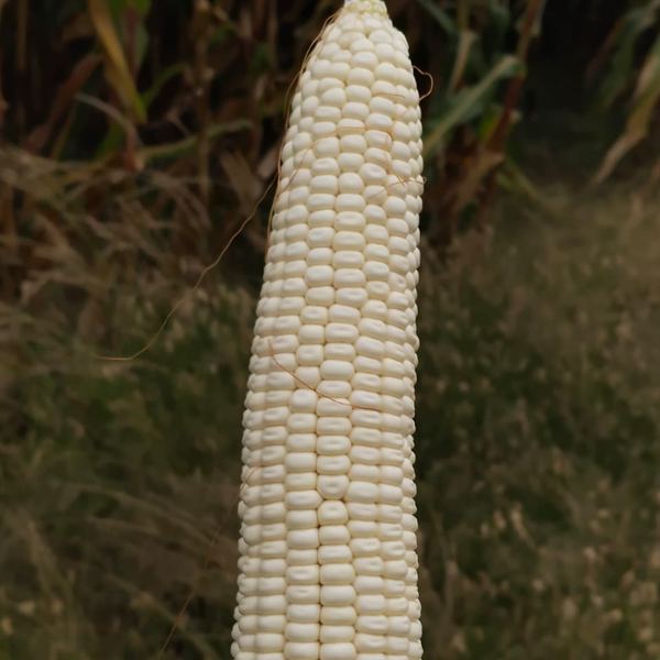 A white maize cob from the Season 1 crop, held in front of the standing maize
