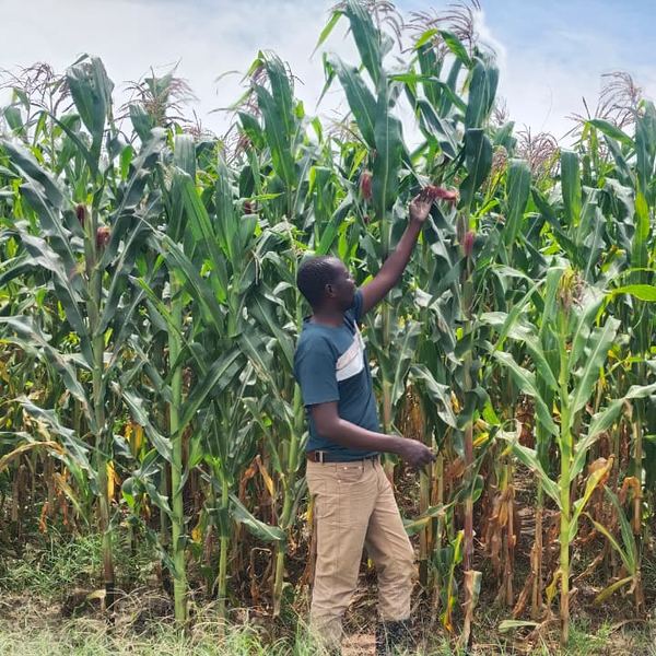 The Season 1 maize crop at full height, with a team member checking the cobs