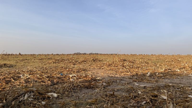 The harvested field at Olonini