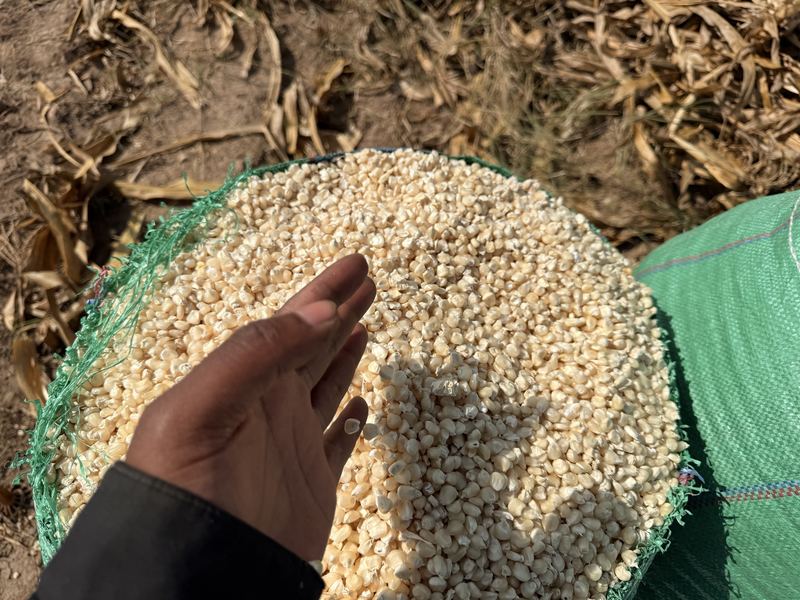 Shelled maize in an open bag