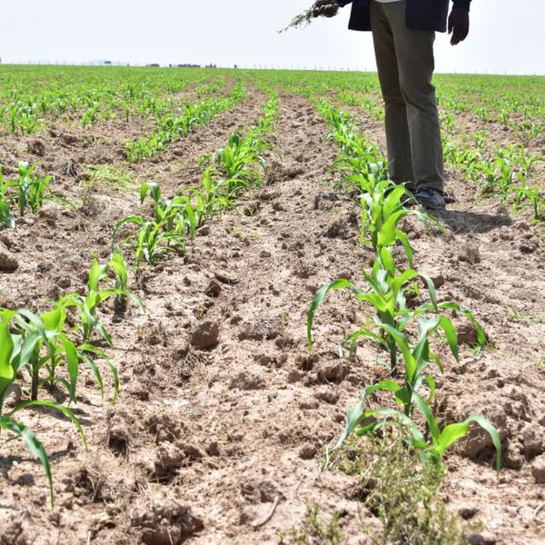 Young maize plants in rows at Olonini, with an agronomist checking the field