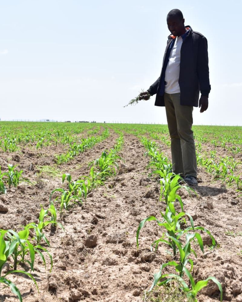 Young maize in neat rows at Olonini, an agronomist walking the field with a weed in hand
